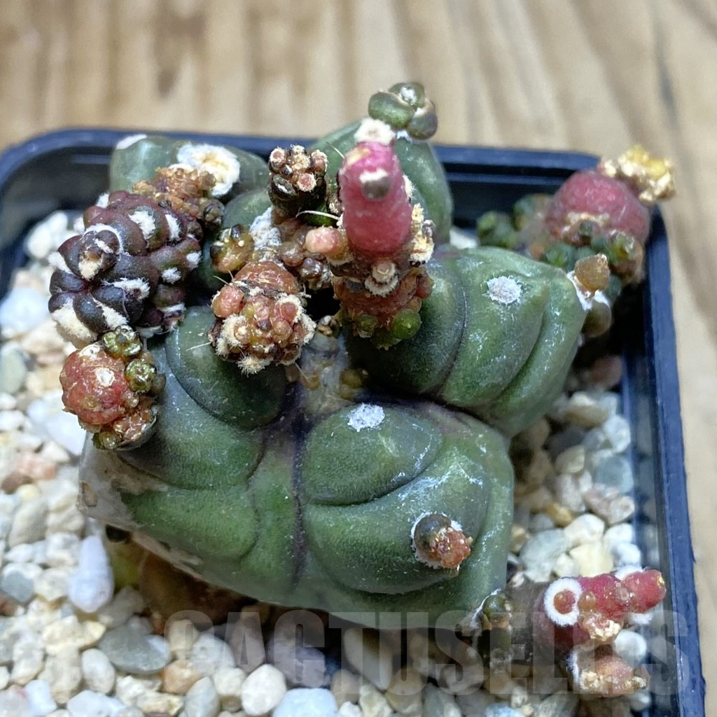 SH3570 Gymnocalycium mihanovichii ‘Transformer’