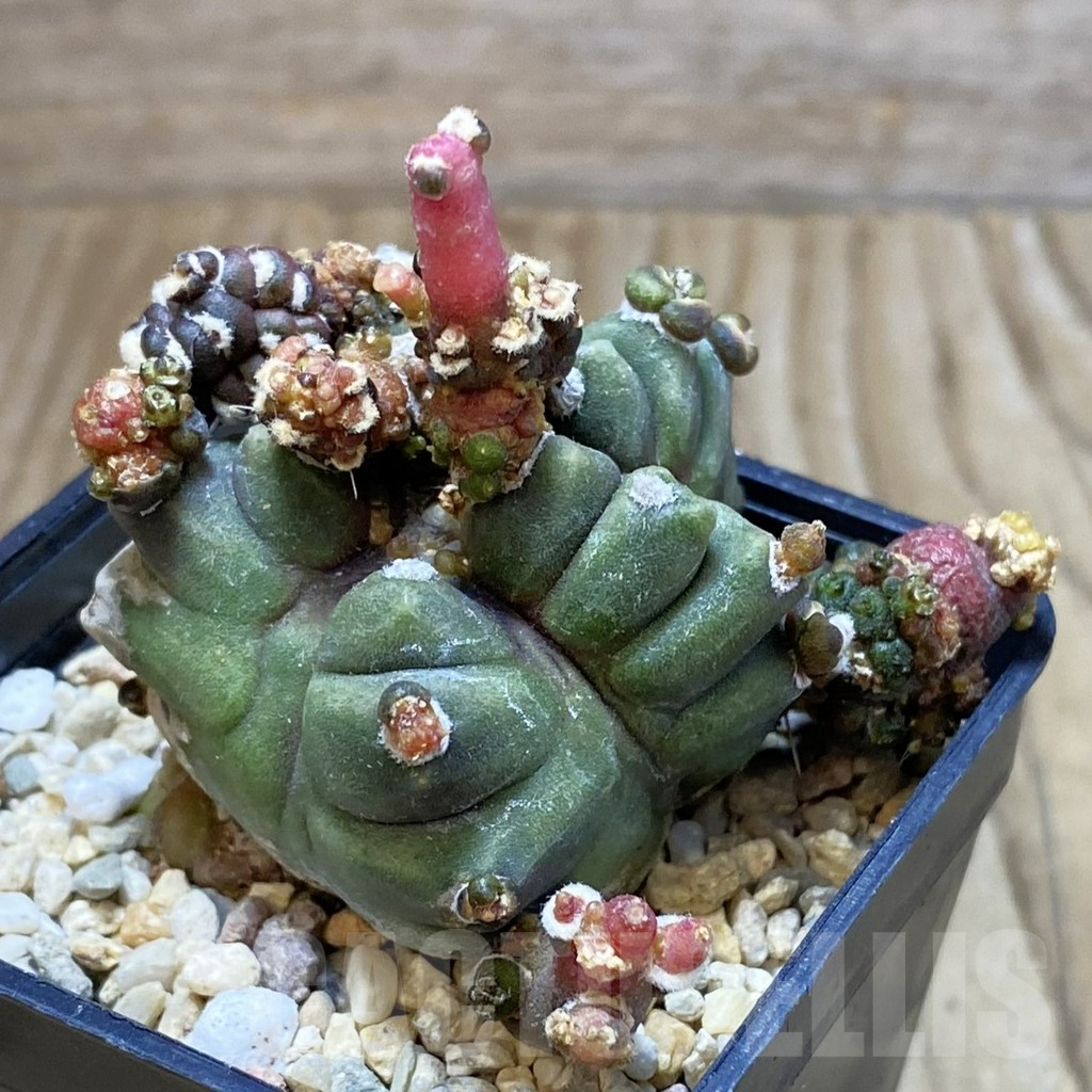SH3570 Gymnocalycium mihanovichii ‘Transformer’ - Obrázek 2