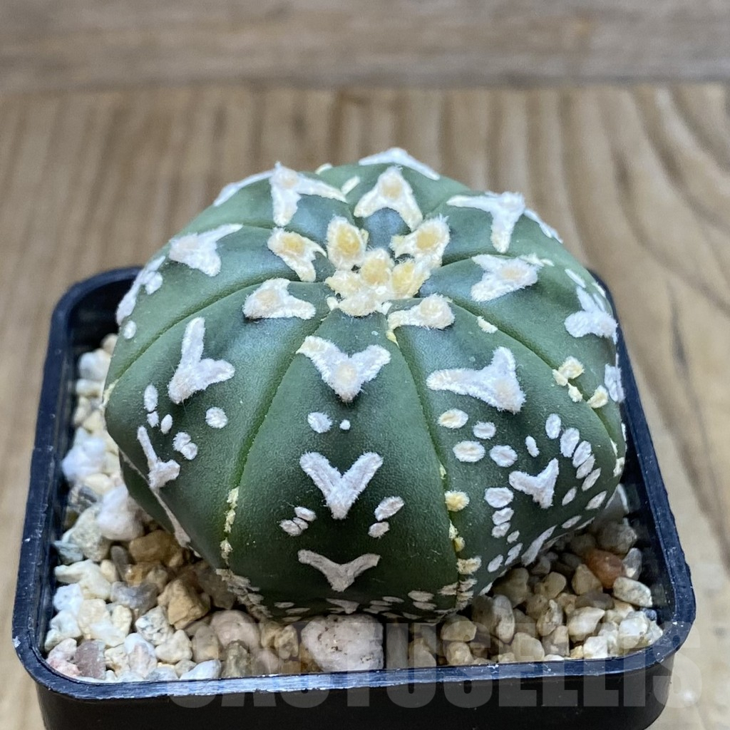 SH3571 Astrophytum asterias ‘Super Kabuto’ V-type f. nudum - Imagen 2