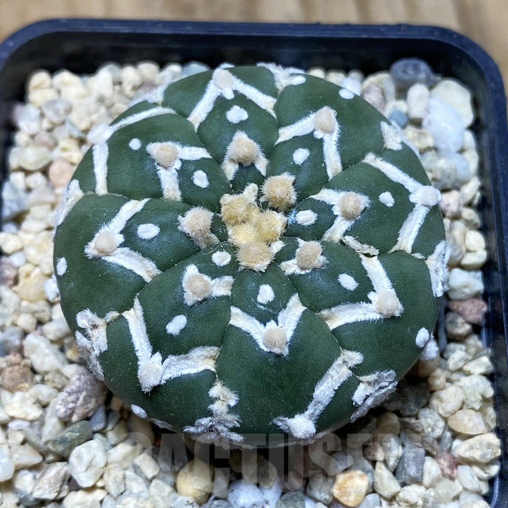 SH3573 Astrophytum asterias ‘Super Kabuto’ V-type f. nudum