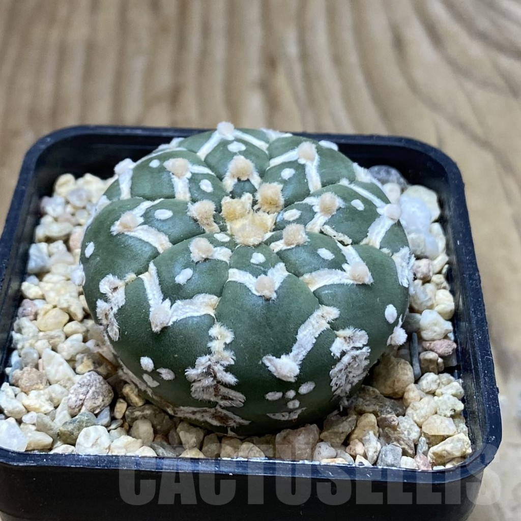 SH3573 Astrophytum asterias ‘Super Kabuto’ V-type f. nudum – Image 2