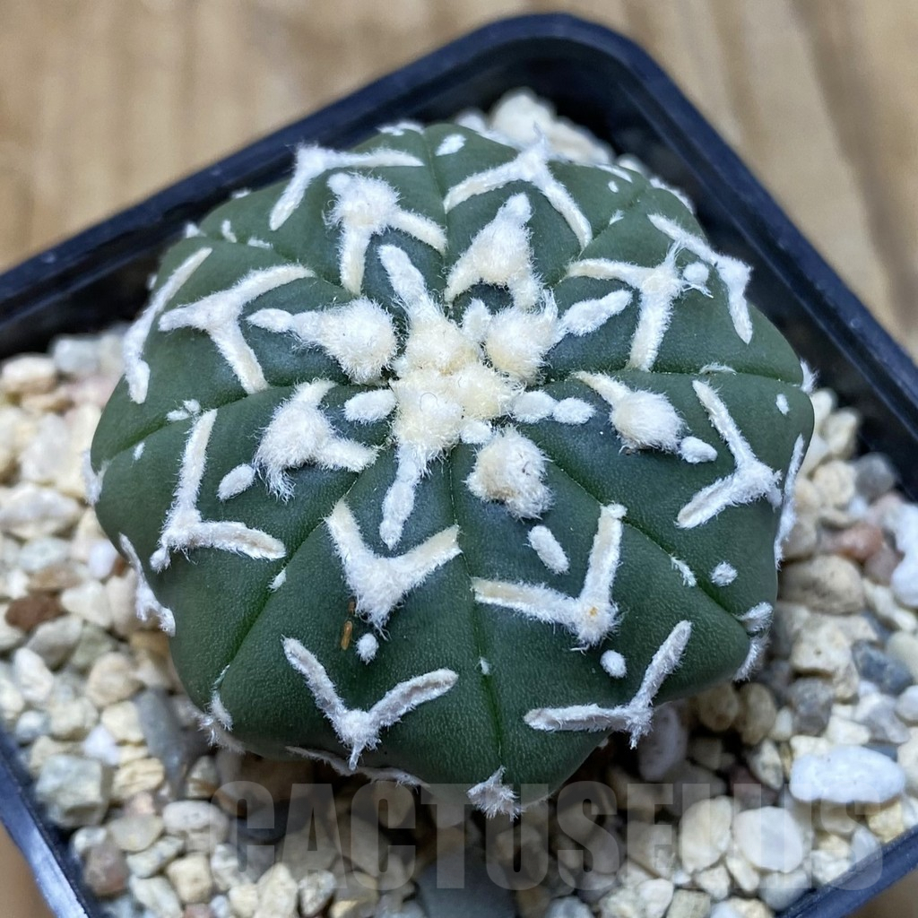 SH3572 Astrophytum asterias ‘Super Kabuto’ V-type f. nudum