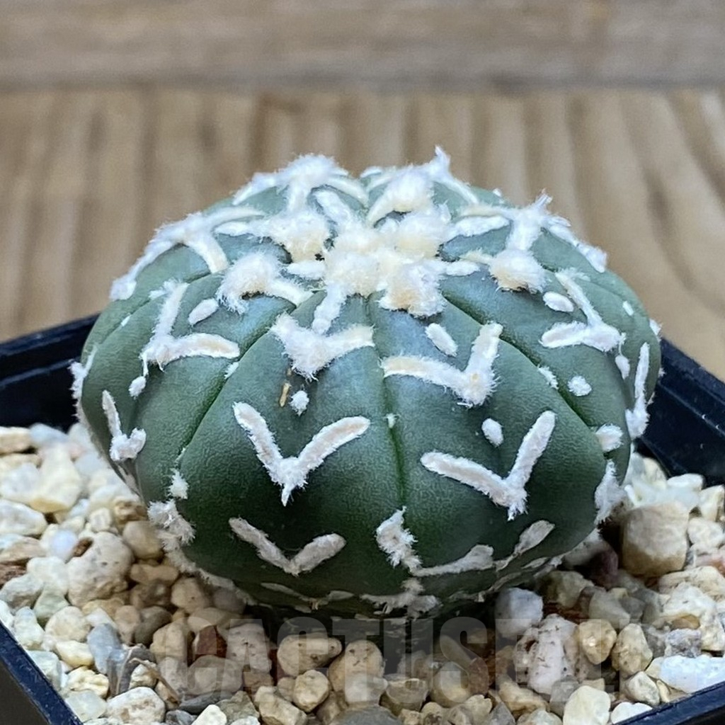 SH3572 Astrophytum asterias ‘Super Kabuto’ V-type f. nudum - Imagen 2