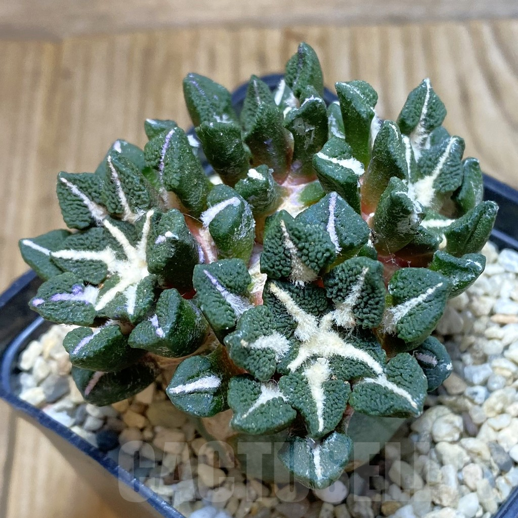 SH3512 Ariocarpus kotschoubeyanus v. elephantidens ‘Oibo’, grafted