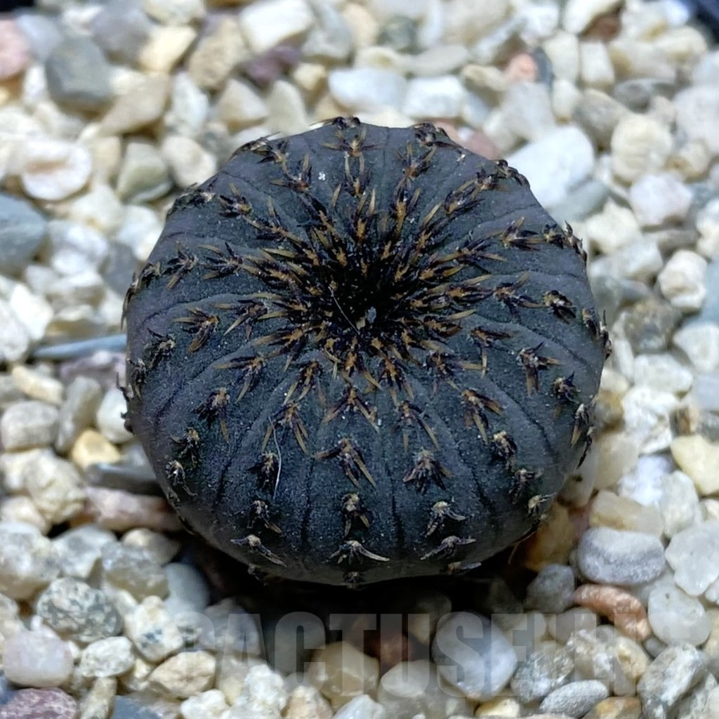 SH3519 Frailea asterioides