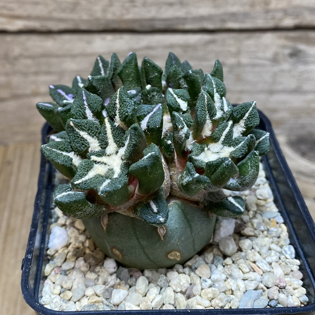 SH3512 Ariocarpus kotschoubeyanus v. elephantidens ‘Oibo’, grafted - Зображення 2