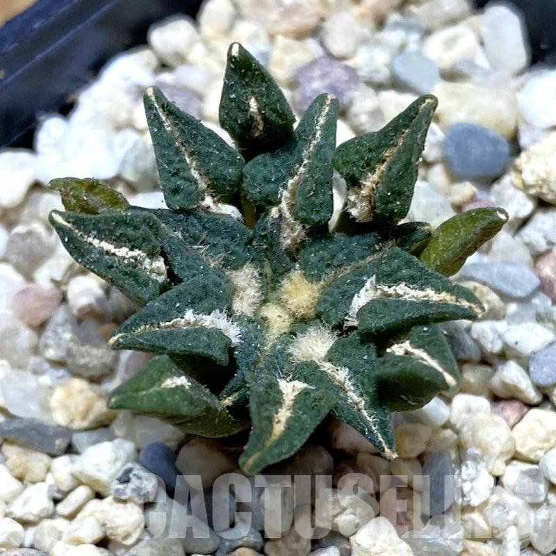 SH3523 Ariocarpus kotschoubeyanus hybrid, seedling, own roots