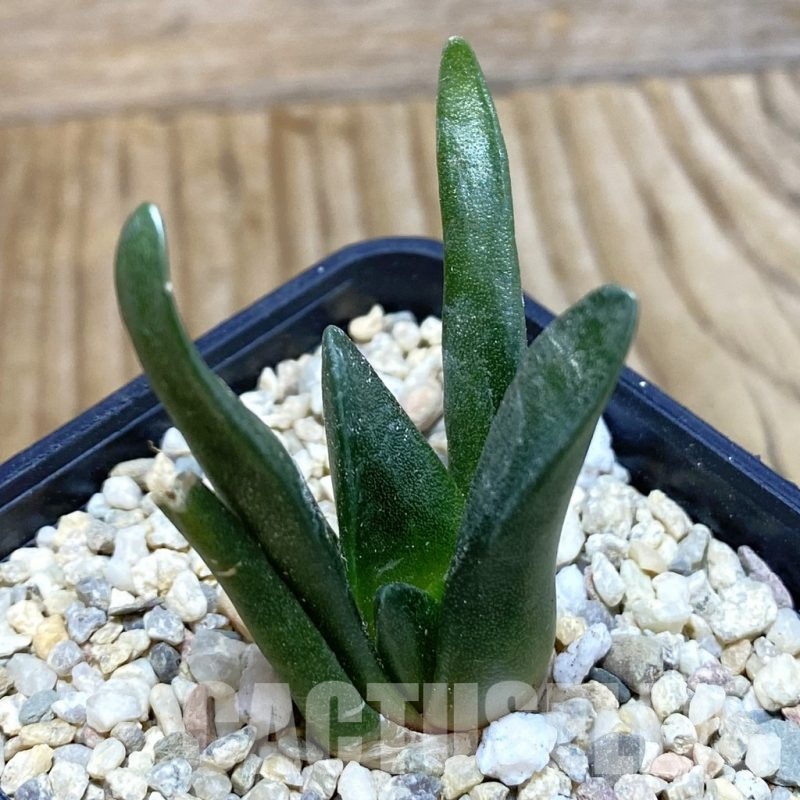 SH3525 Ariocarpus retusus, seedling