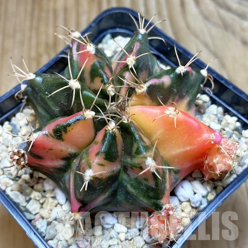 SH3527 Gymnocalycium mihanovichii f. variegata, seedling