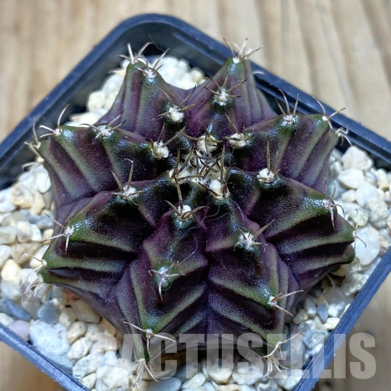SH3530 Gymnocalycium mihanovichii ‘Black Widow’ x ‘Day Dream’, seedling