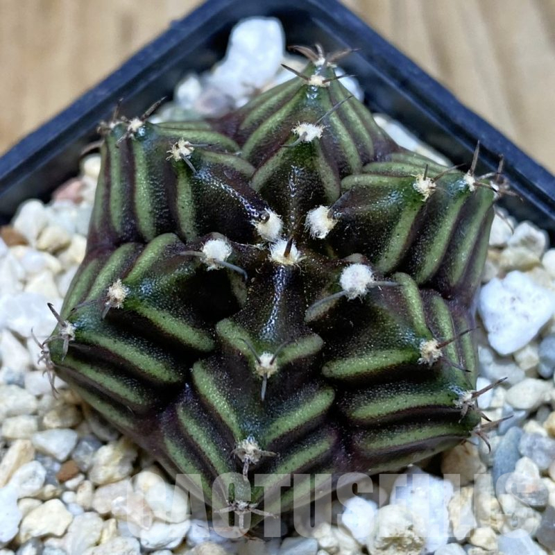 SH3531 Gymnocalycium mihanovichii 6-ribs, seedling