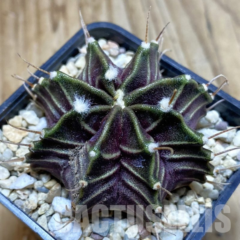 SH3532 Gymnocalycium mihanovichii 'Zebra', seedling
