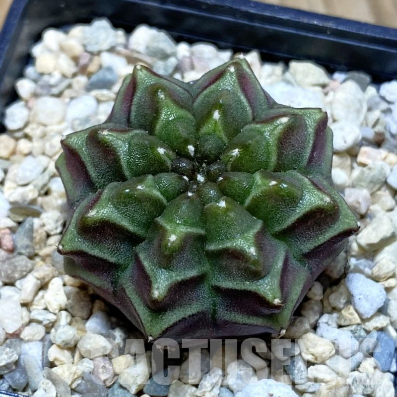 SH3535 Gymnocalycium mihanovichii ‘Nana’ x ‘Day Dream’, seedling