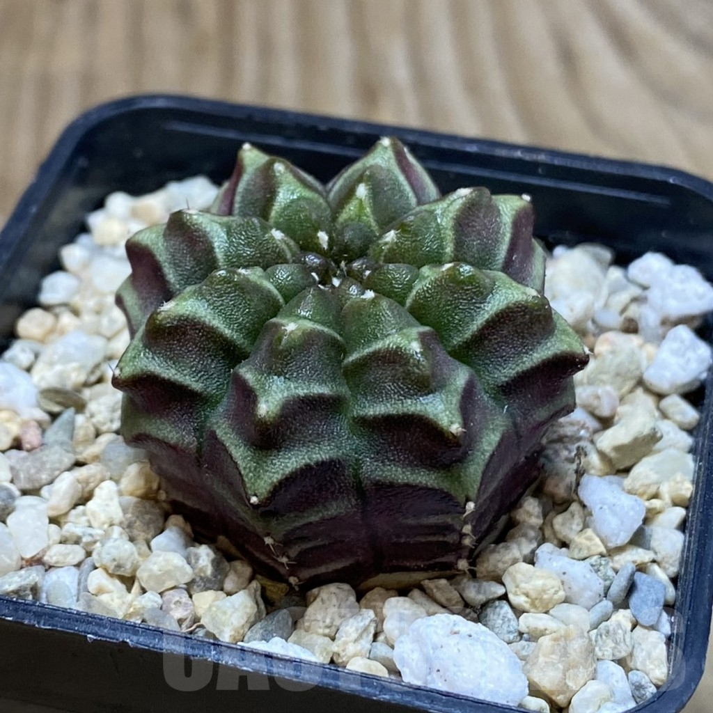 SH3535 Gymnocalycium mihanovichii ‘Nana’ x ‘Day Dream’, seedling - Image 2
