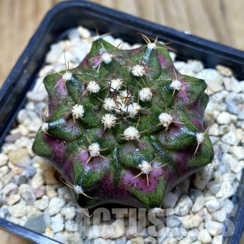 SH3538 Gymnocalycium mihanovichii ‘T-Lux’, seedling