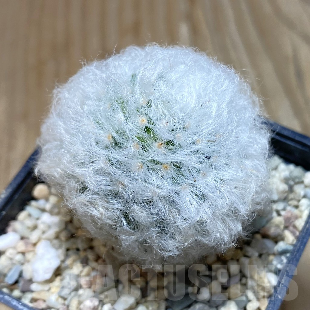 SH3514 Mammillaria bocasana v. multilanata, not spines