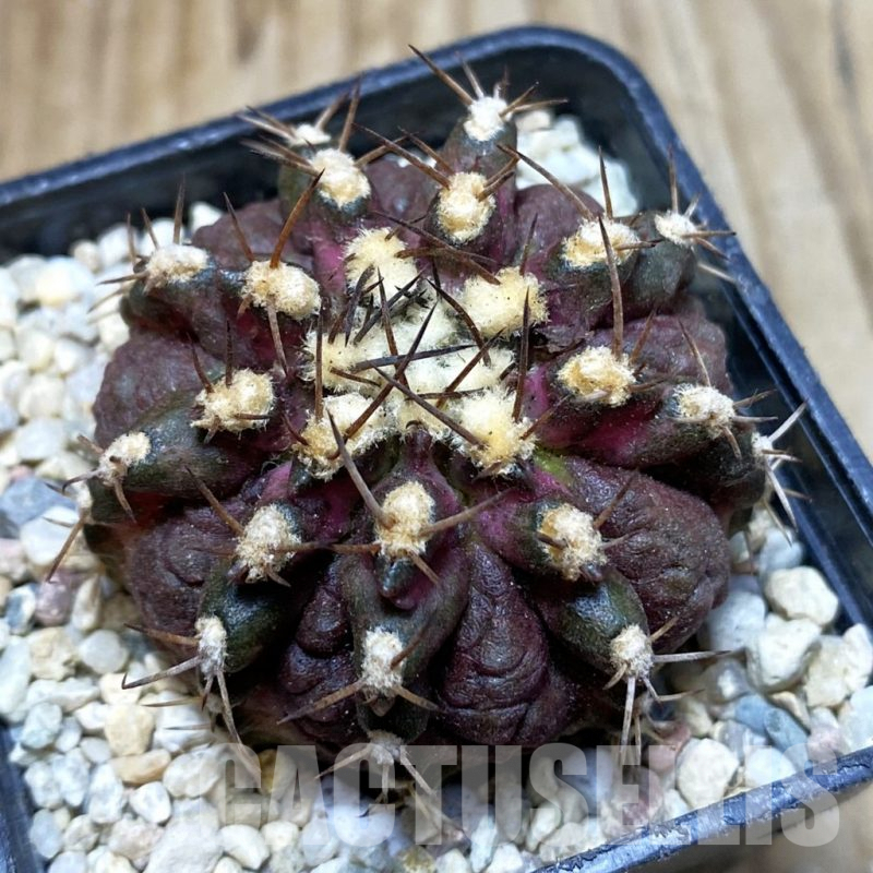 SH3540 Gymnocalycium mihanovichii ‘T-Lux’, seedling