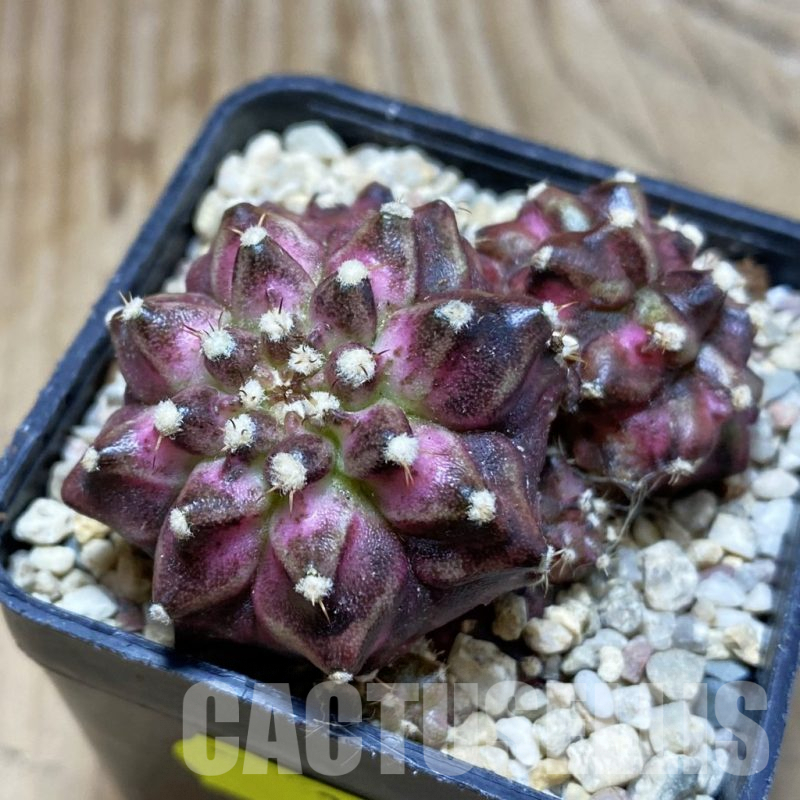 SH3541 Gymnocalycium mihanovichii ‘T-Lux’ hybrid, seedling
