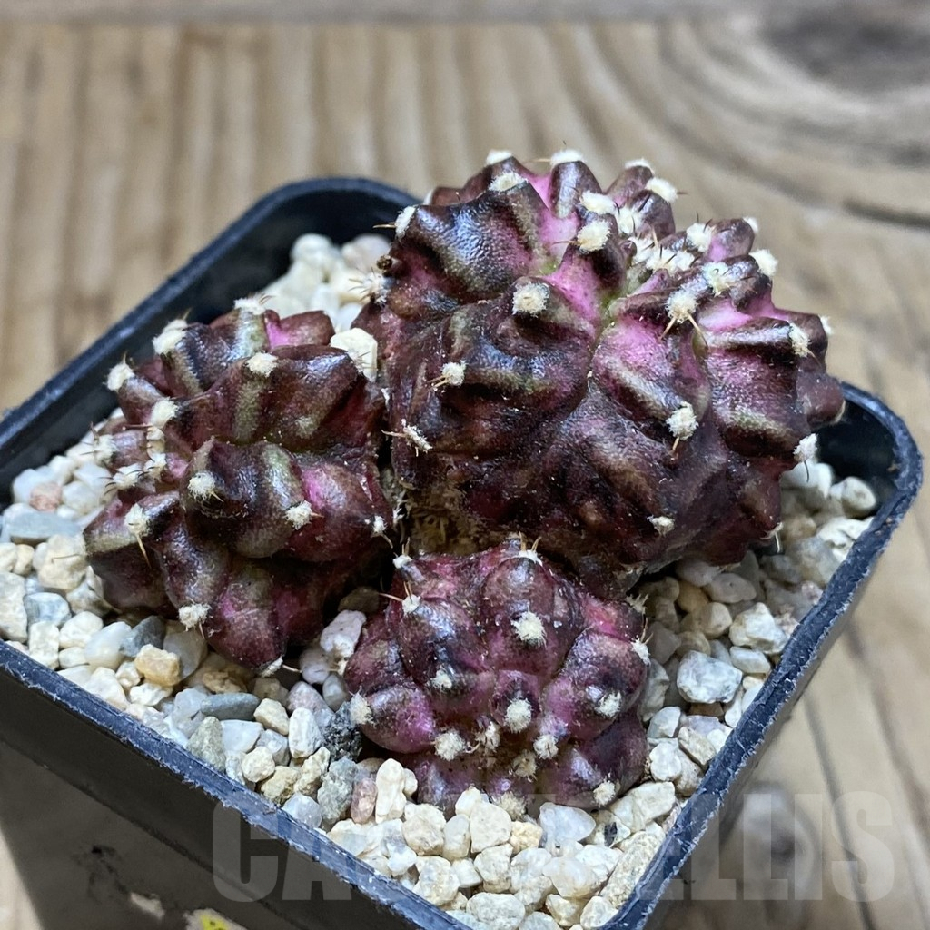 SH3541 Gymnocalycium mihanovichii ‘T-Lux’ hybrid, seedling - immagine 2