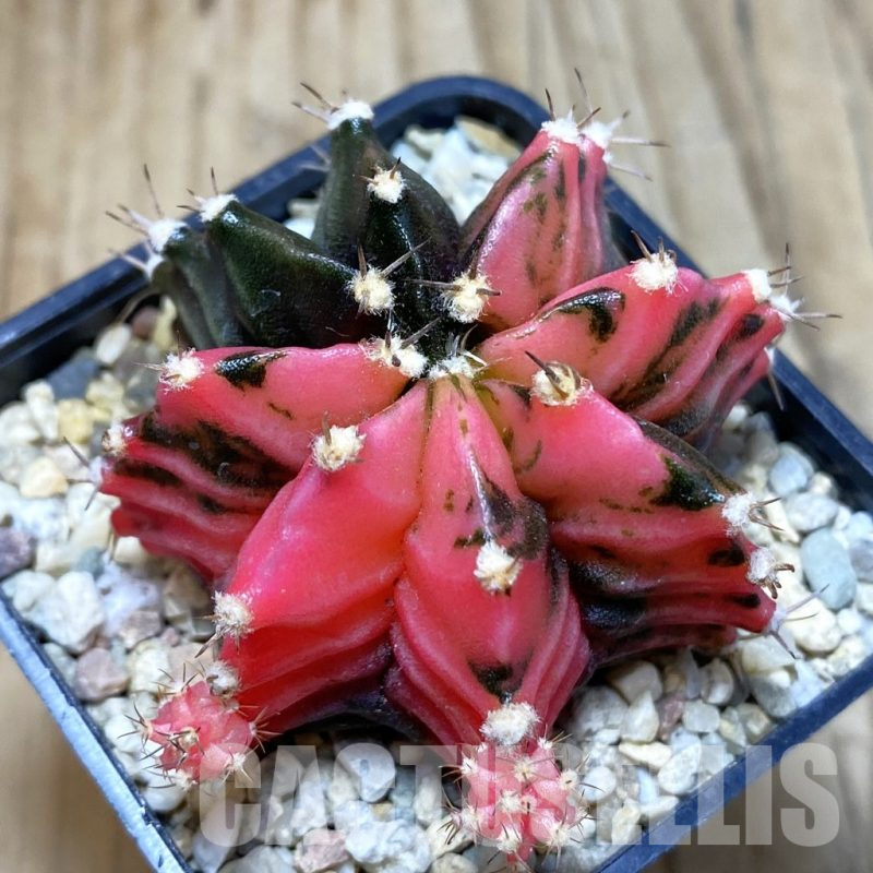 SH3542 Gymnocalycium mihanovichii f. variegata, seedling