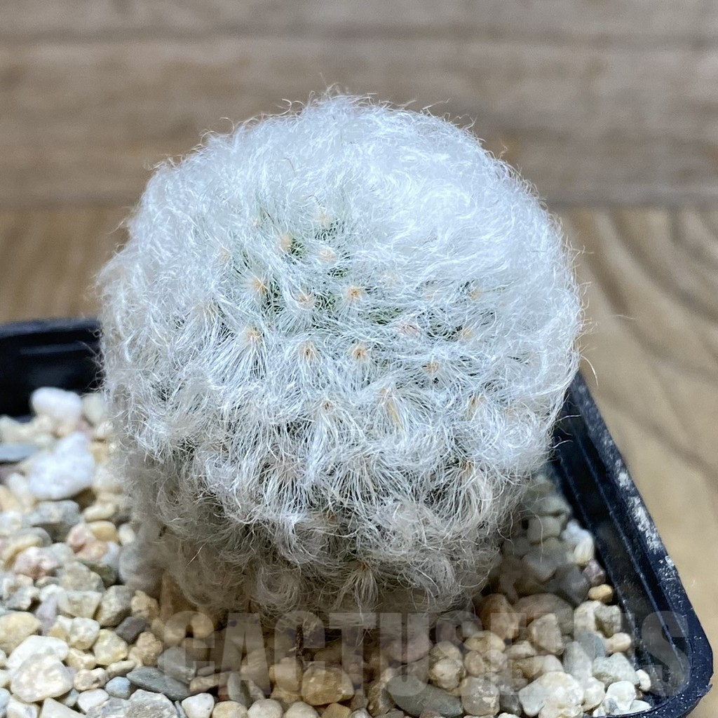 SH3514 Mammillaria bocasana v. multilanata, not spines - Imagen 2