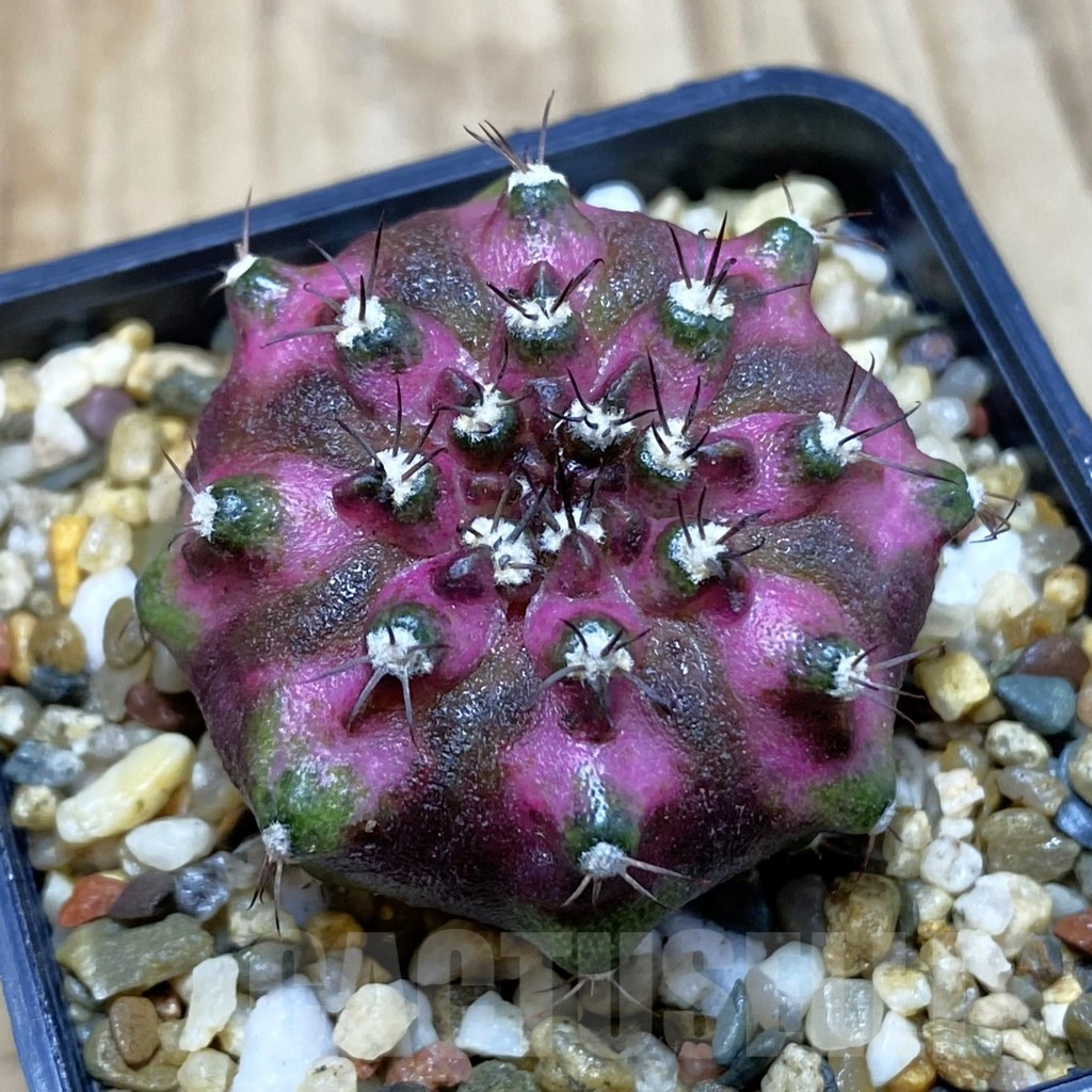 SH3764 Gymnocalycium mihanovichii ‘T-Lux’, seedling