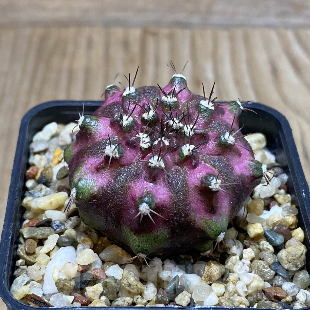 SH3764 Gymnocalycium mihanovichii ‘T-Lux’, seedling - Image 2