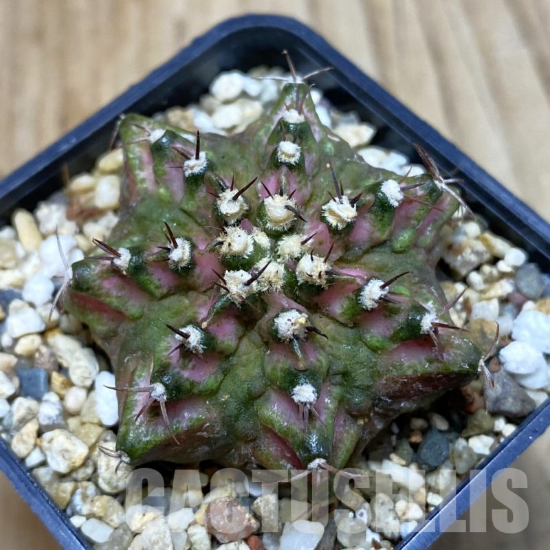 SH3765 Gymnocalycium mihanovichii ‘T-Lux’, seedling