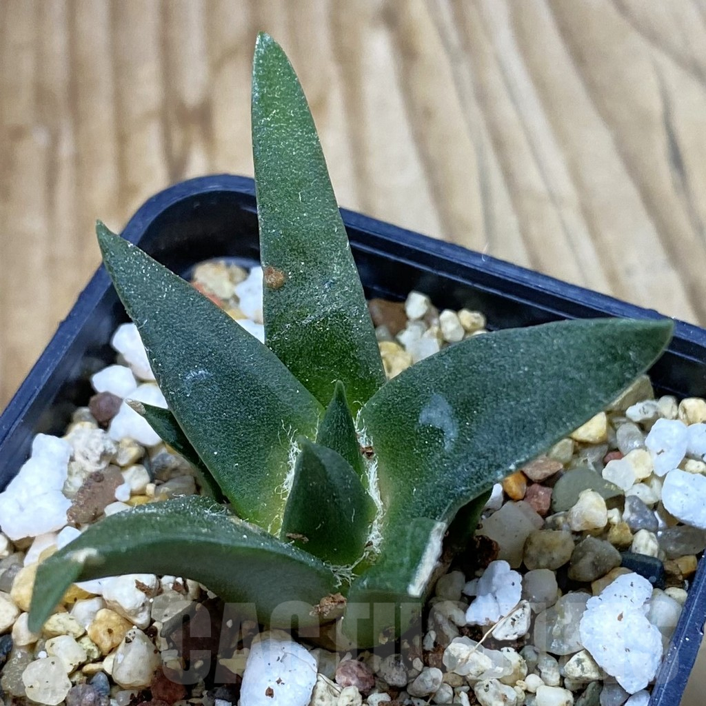 SH3734 Ariocarpus retusus, seedling