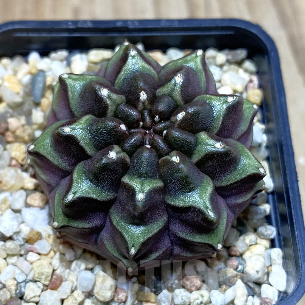 SH3767 Gymnocalycium mihanovichii ‘Nana’ x ‘Day Dream’, seedling