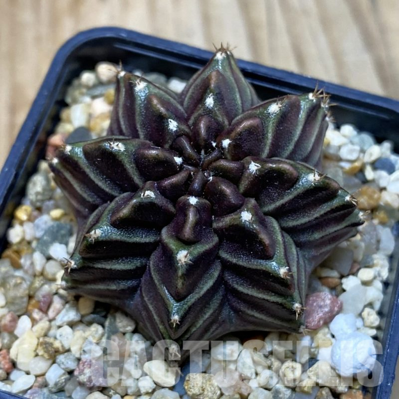 SH3768 Gymnocalycium mihanovichii ‘Nana’ x ‘Day Dream’, seedling