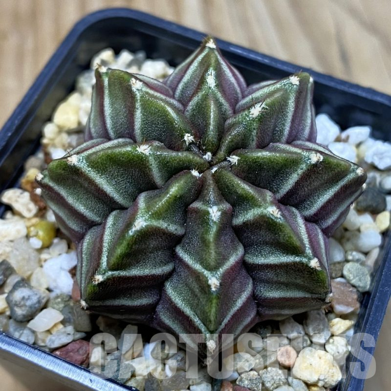 SH3770 Gymnocalycium mihanovichii ‘Nana’ x ‘Day Dream’, seedling