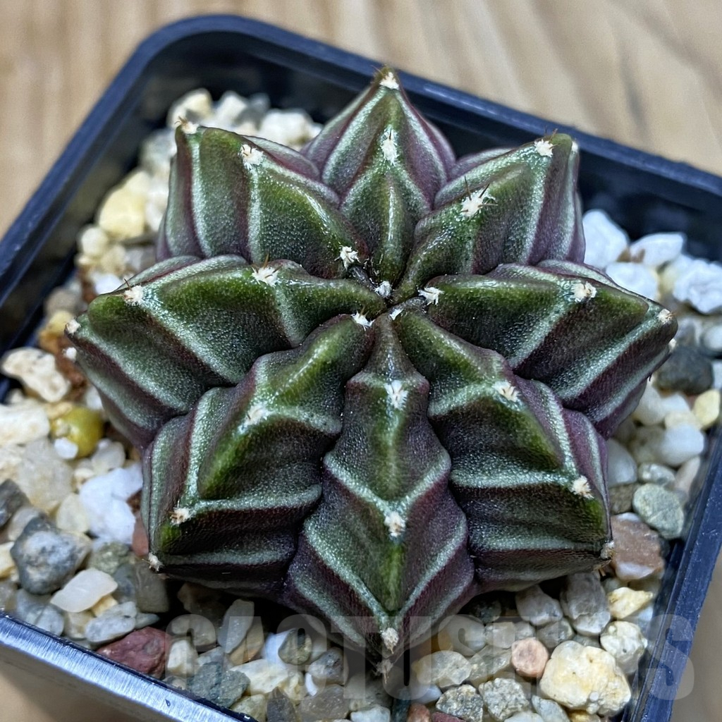 SH3770 Gymnocalycium mihanovichii ‘Nana’ x ‘Day Dream’, seedling