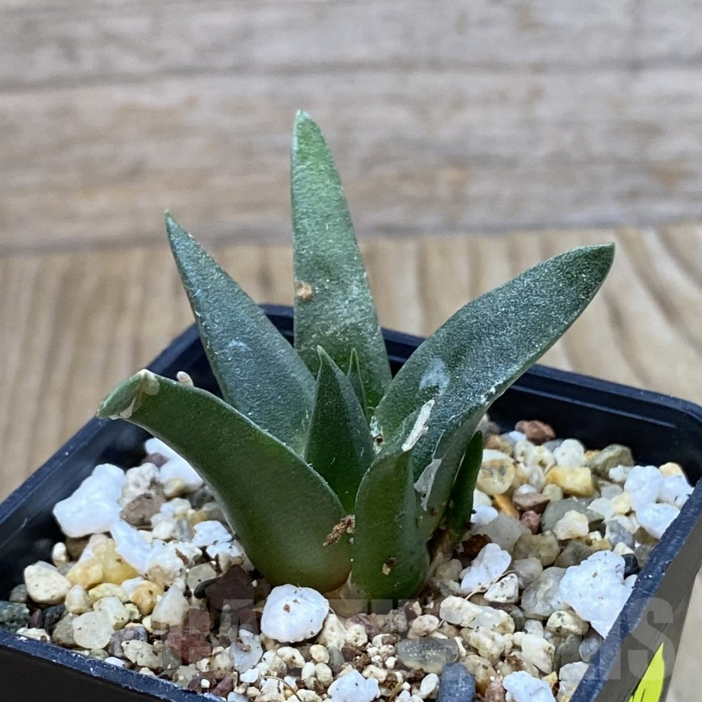 SH3734 Ariocarpus retusus, seedling - 画像 (2)