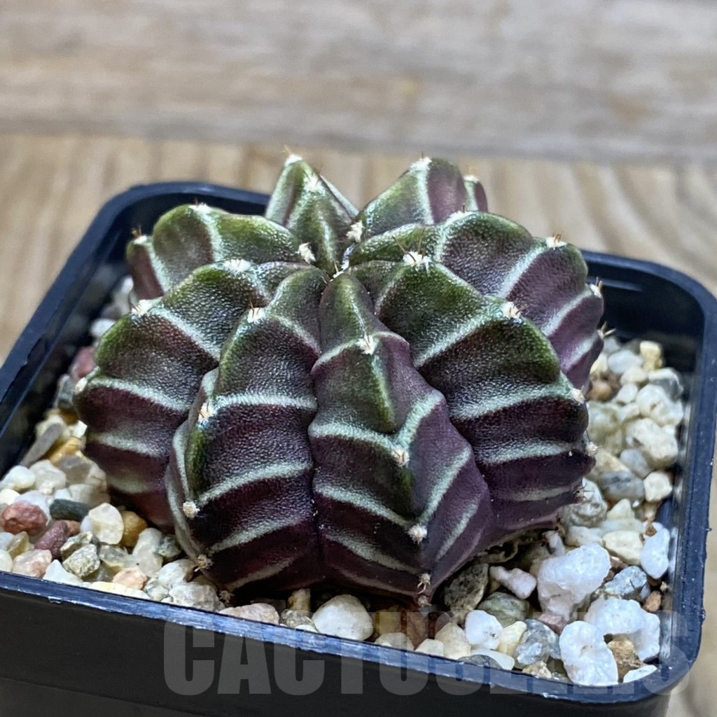 SH3770 Gymnocalycium mihanovichii ‘Nana’ x ‘Day Dream’, seedling – Bild 2