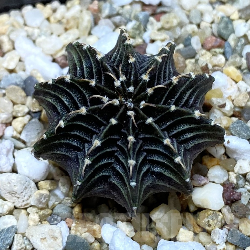 SH3775 Gymnocalycium friedrichii LB 2178
