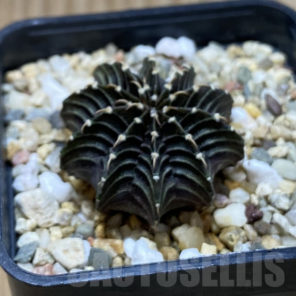 SH3775 Gymnocalycium friedrichii LB 2178 - immagine 2