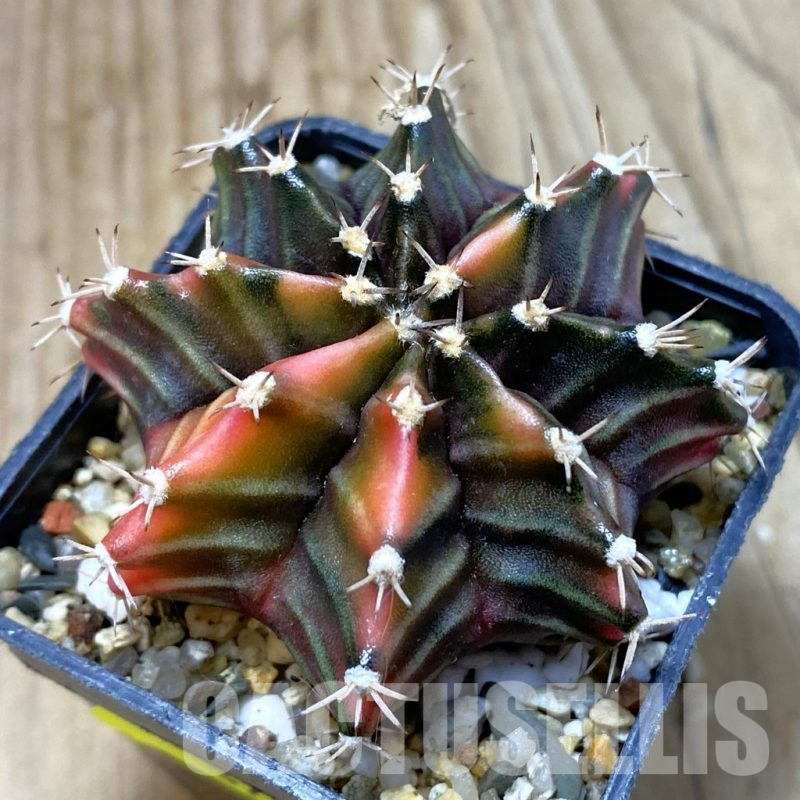 SH3779 Gymnocalycium mihanovichii f. variegata, seedling