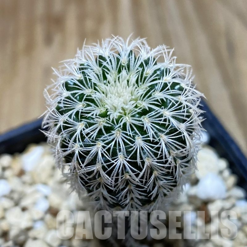 SH3737 Frailea densispina