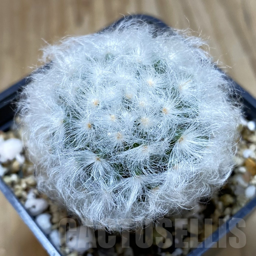 SH3739 Mammillaria bocasana v. multilanata, not spines