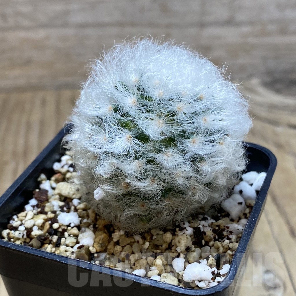 SH3739 Mammillaria bocasana v. multilanata, not spines - Obrázek 2