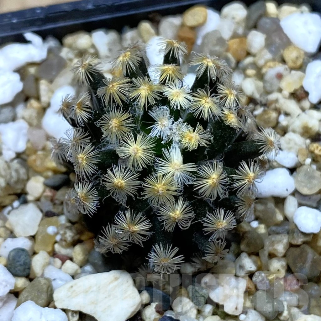 SH3740 Mammillaria schiedeana ‘Kuro Hada’, seedling