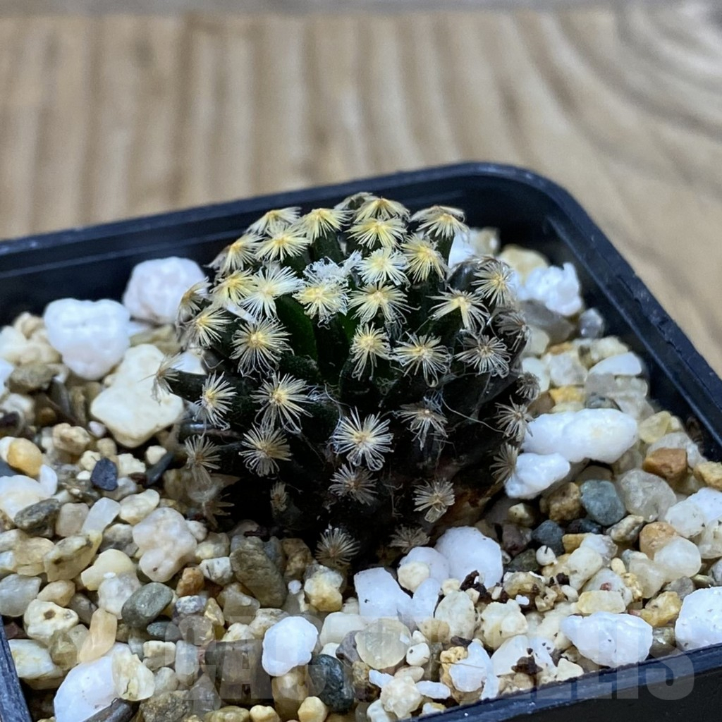 SH3740 Mammillaria schiedeana ‘Kuro Hada’, seedling - Image 2
