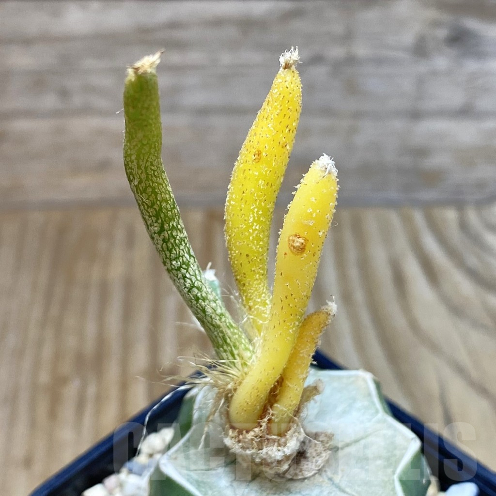 SH3742 Astrophytum caput-medusae f. variegata, grafted