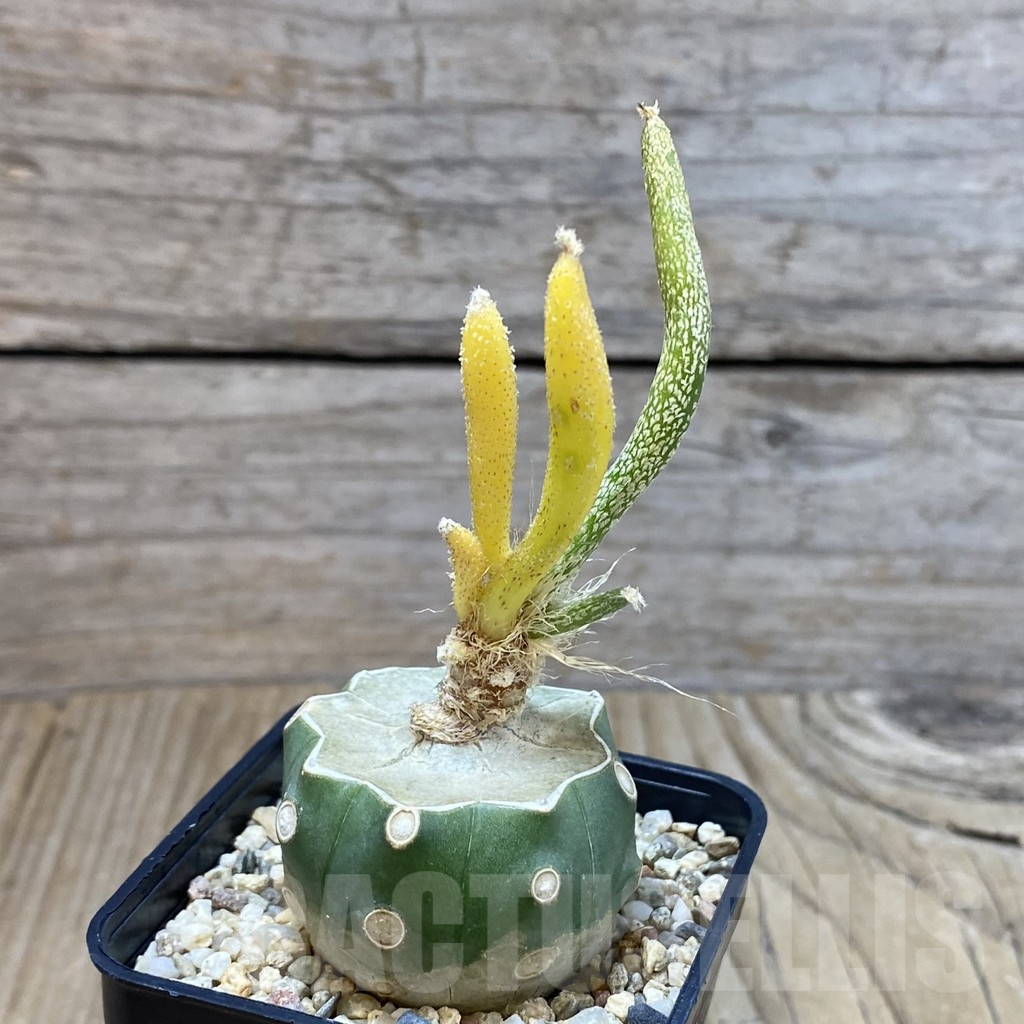 SH3742 Astrophytum caput-medusae f. variegata, grafted - Obrázek 2