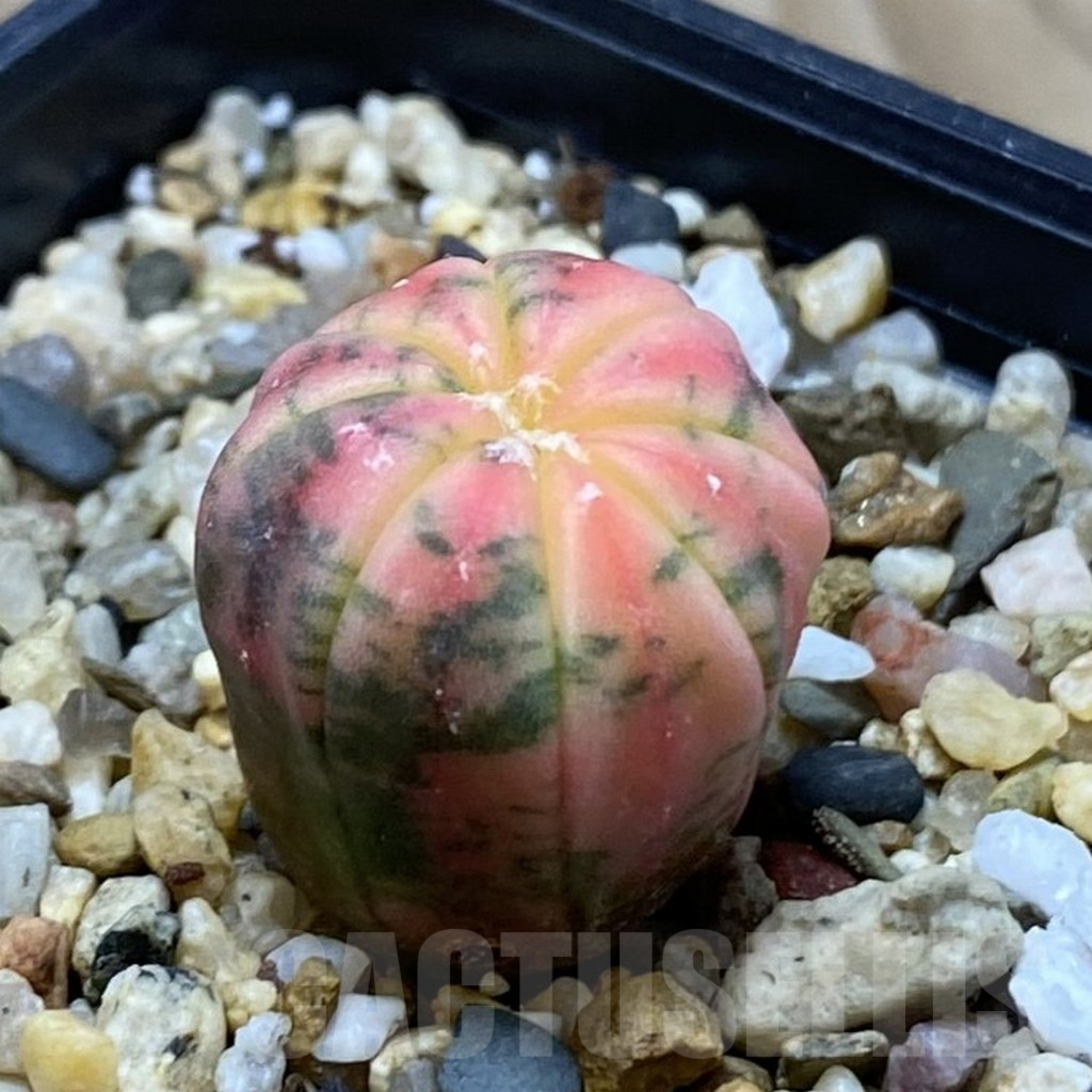 SH3743 Astrophytum asterias ‘Purple Skin Red’ f. variegata – Bild 2