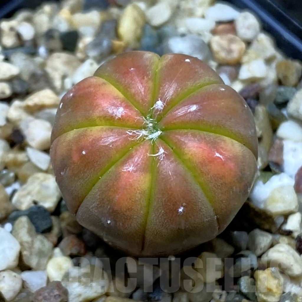 SH3744 Astrophytum asterias ‘Purple Skin Red’ f. variegata