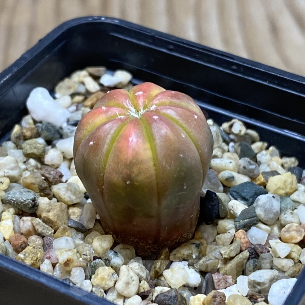 SH3744 Astrophytum asterias ‘Purple Skin Red’ f. variegata – Bild 2
