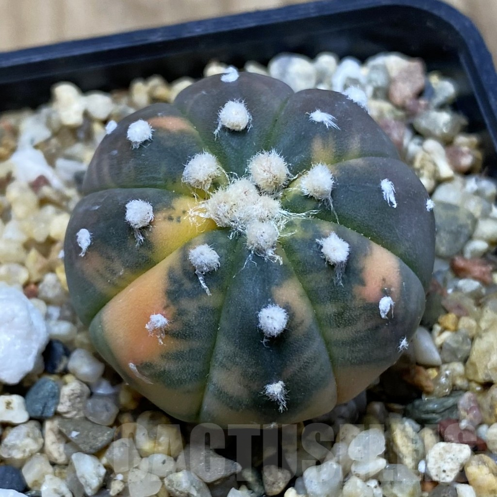SH3746 Astrophytum asterias ‘Purple Skin Red’ f. variegata