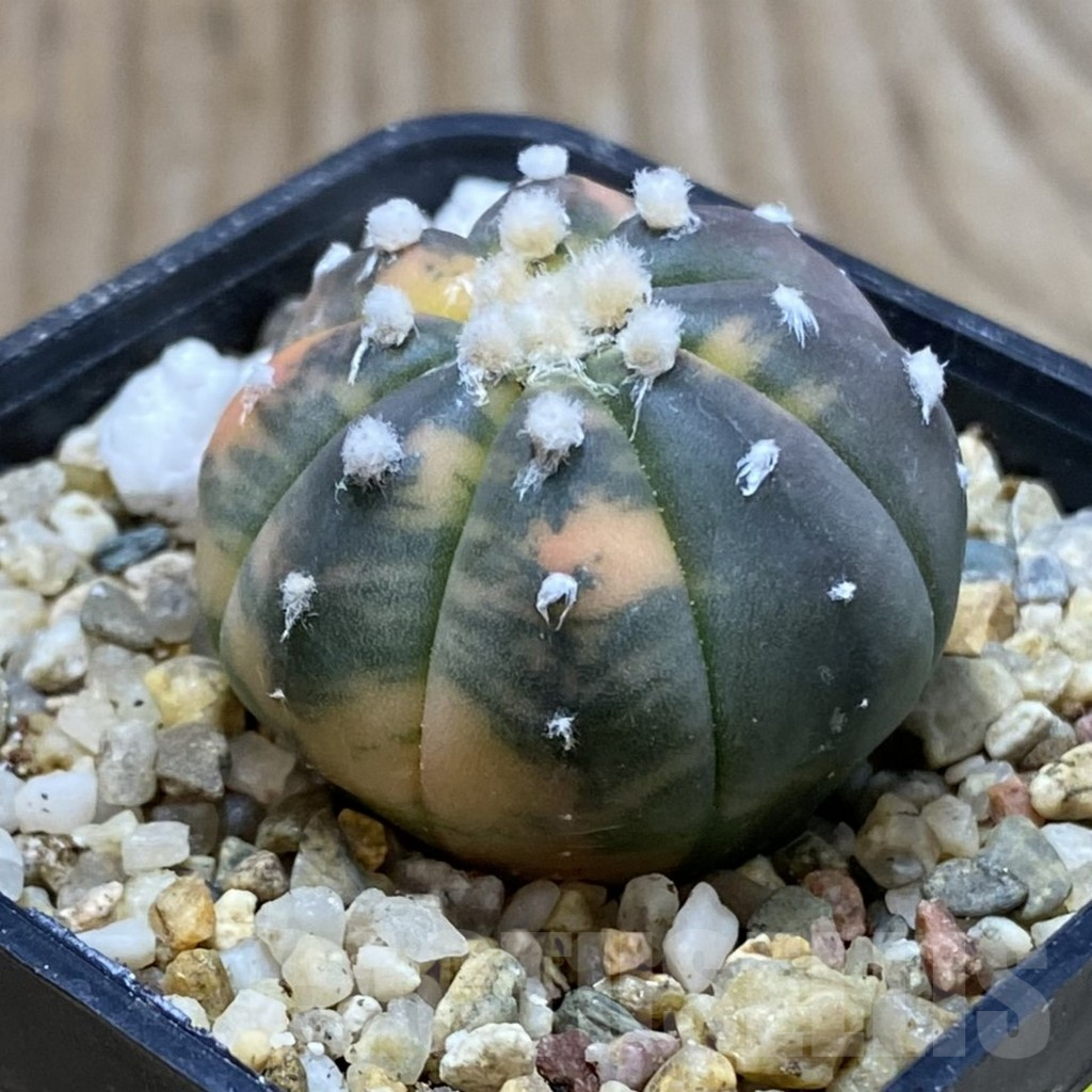 SH3746 Astrophytum asterias ‘Purple Skin Red’ f. variegata - Image 2